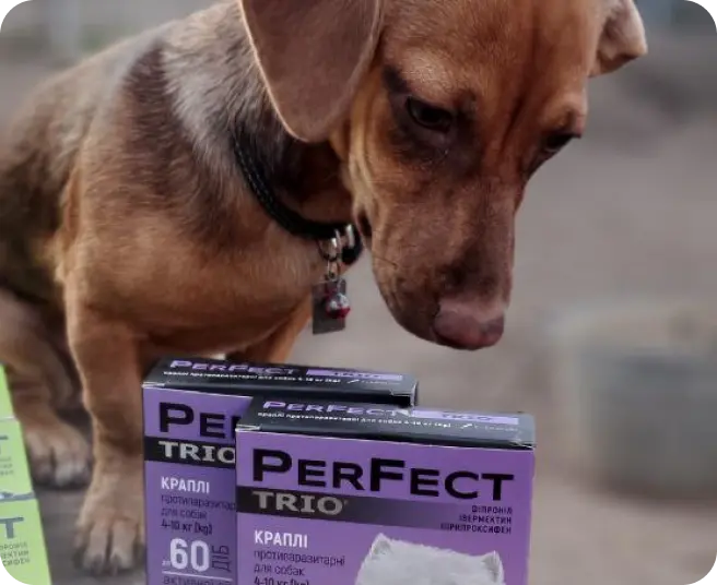 Owner with pets showing foundation logo
