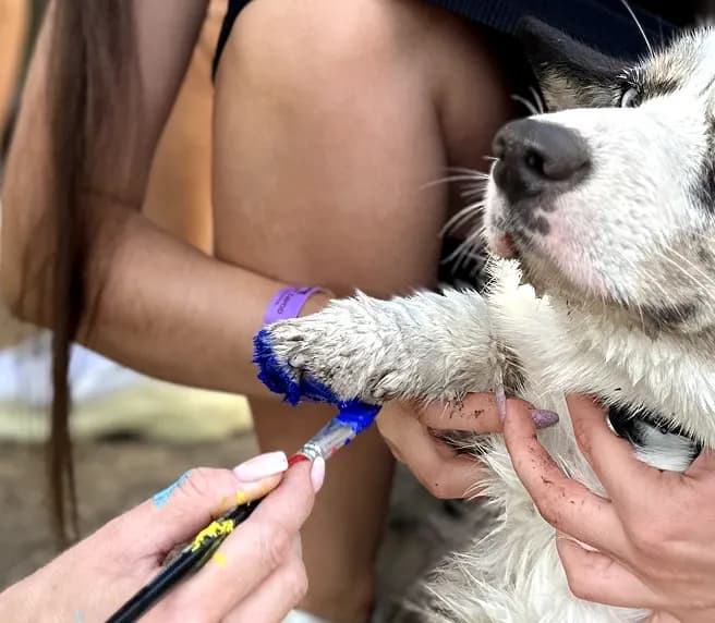Pet