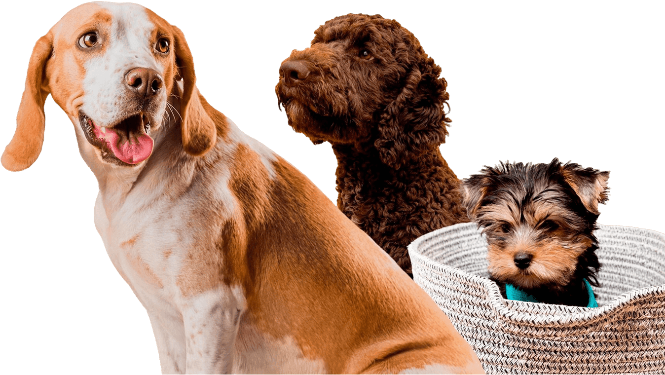 Pets