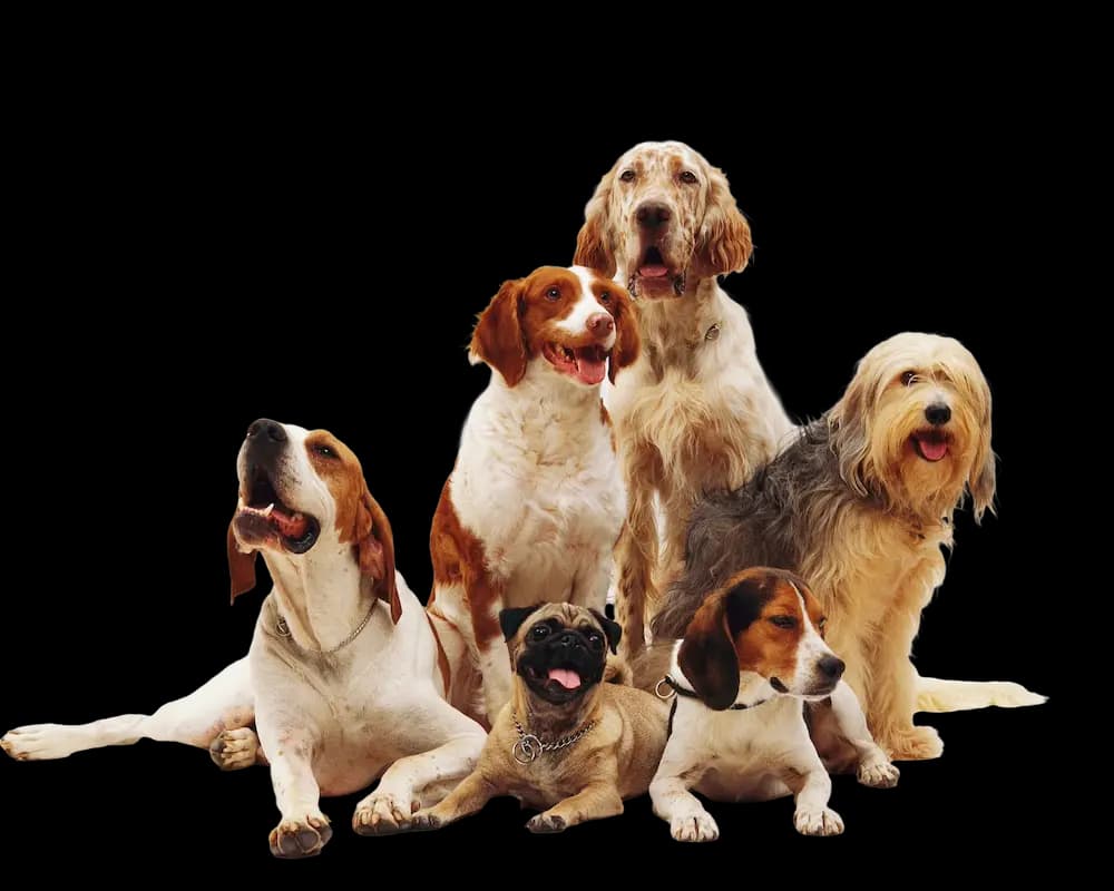 dogs