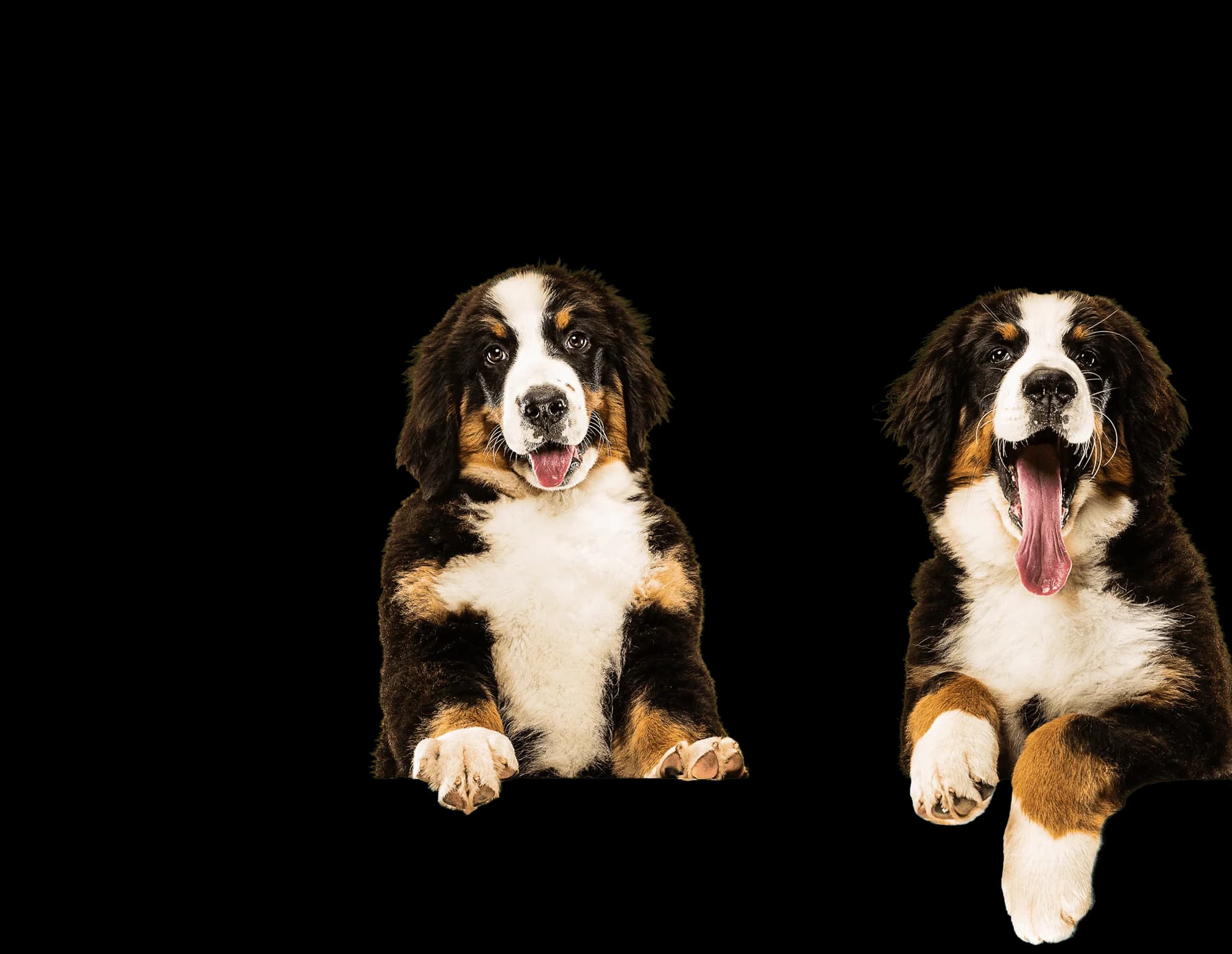 Dogs