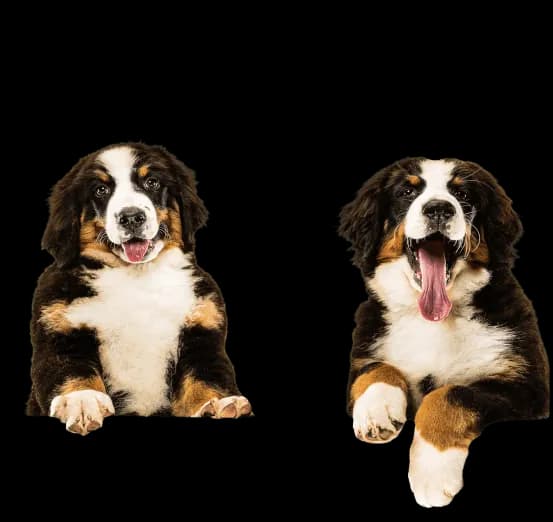 Dogs