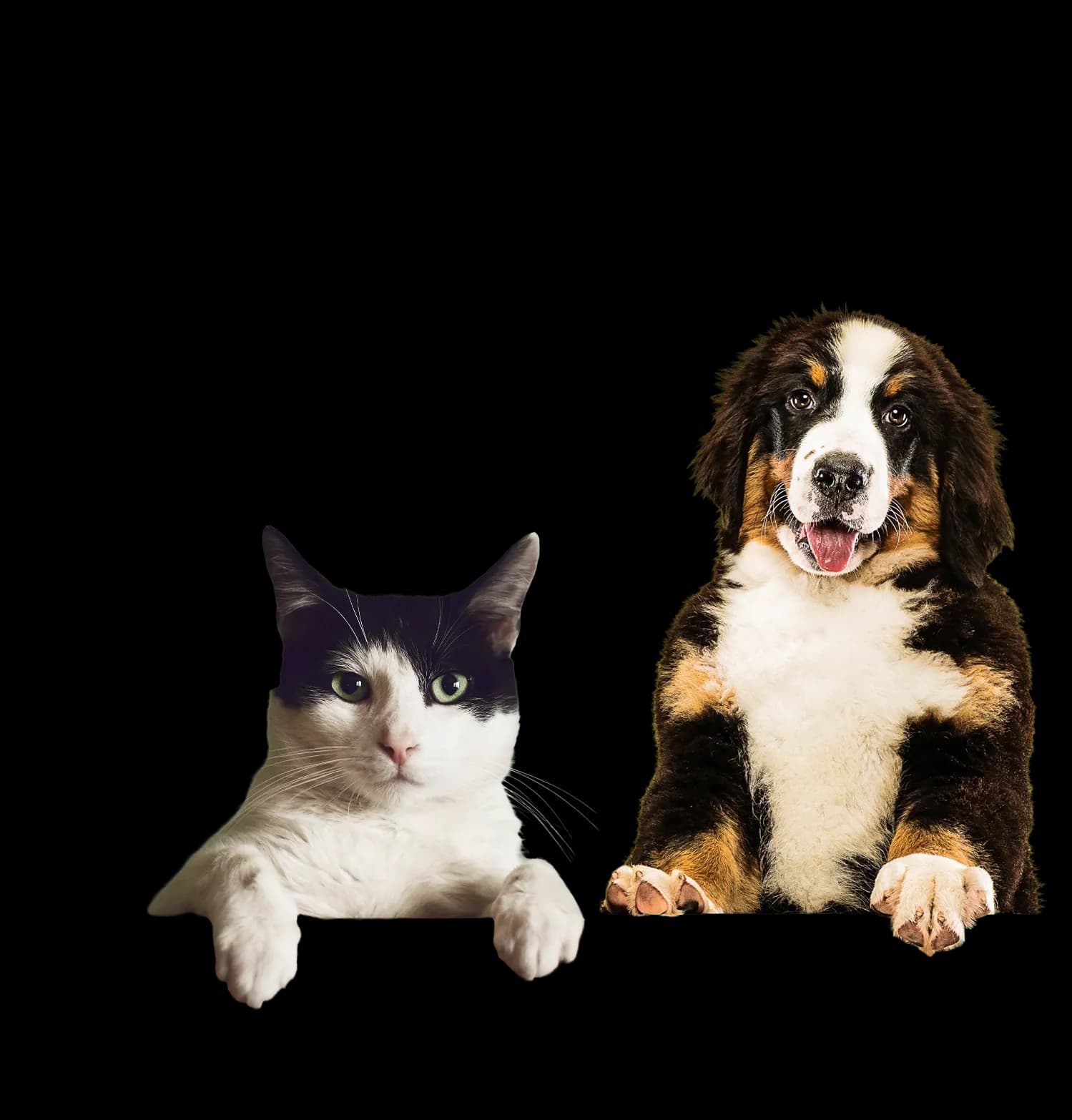 Dogs