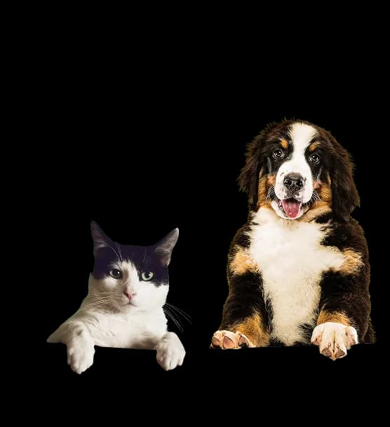 Dogs