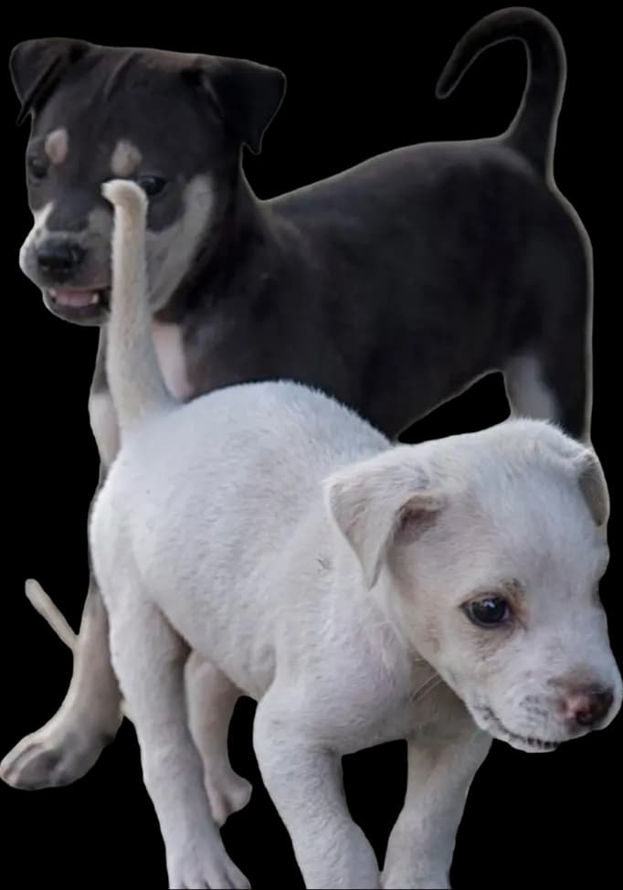 Two dogs