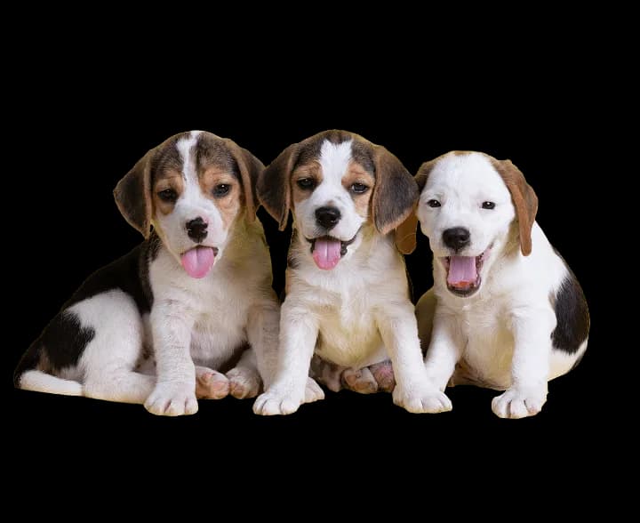 Dogs