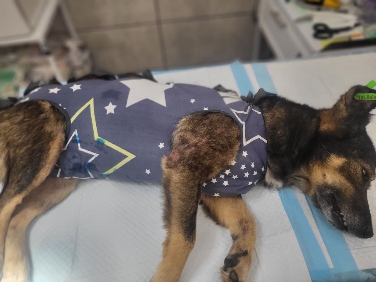 Partner 20