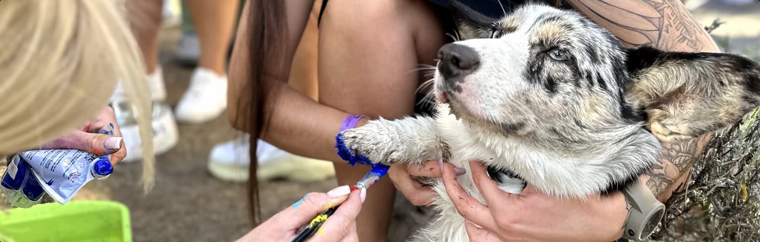 Our Foundation's Help for Homeless Dogs
