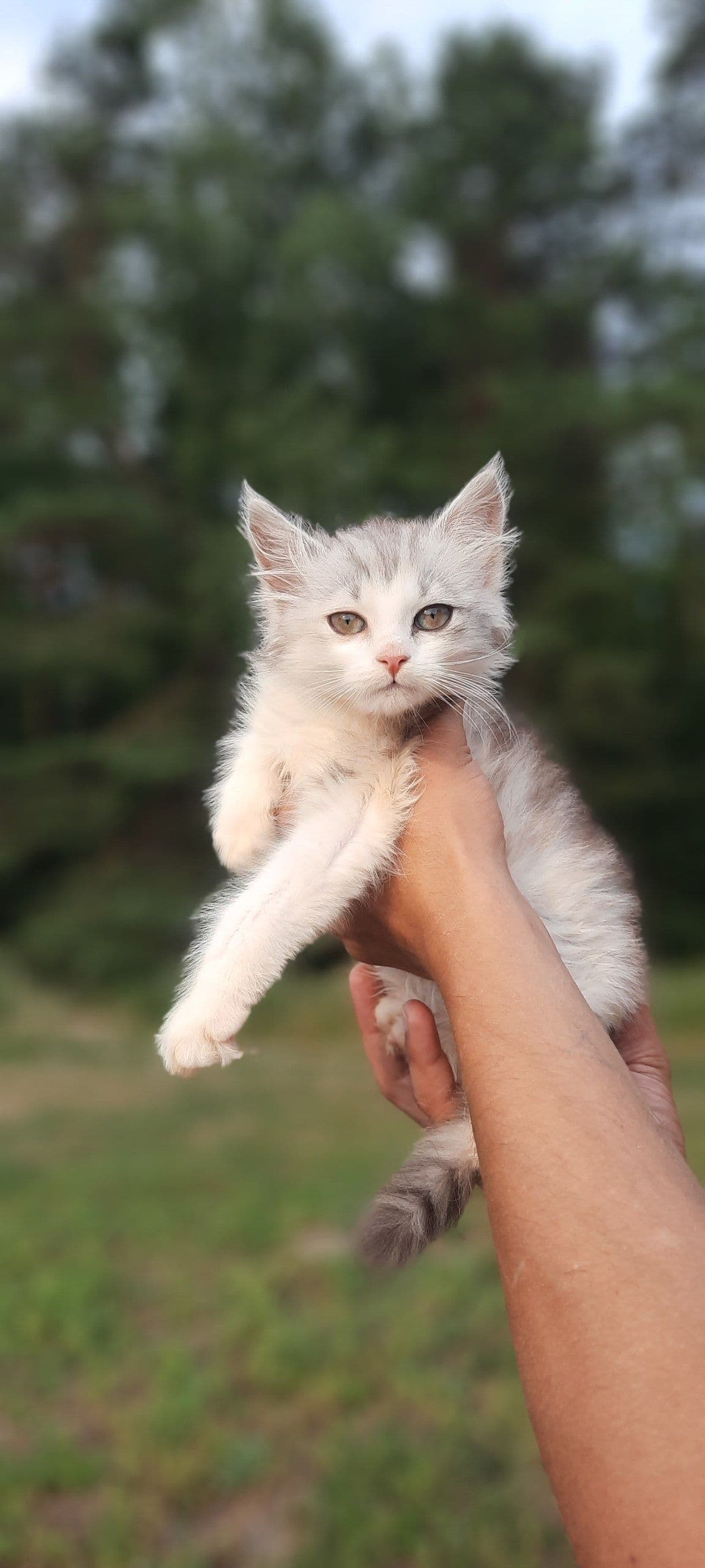 kitten Pixie