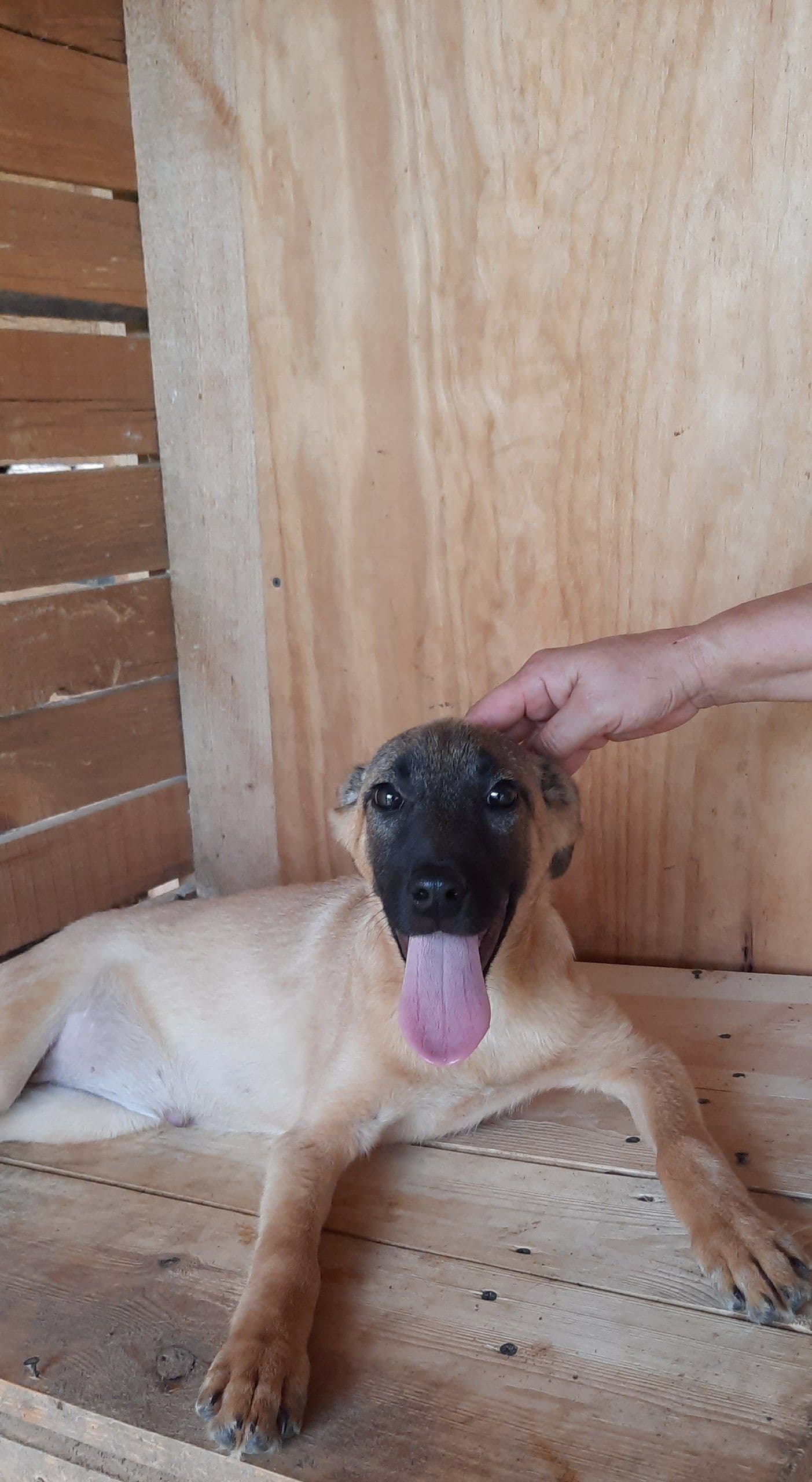 Ruda