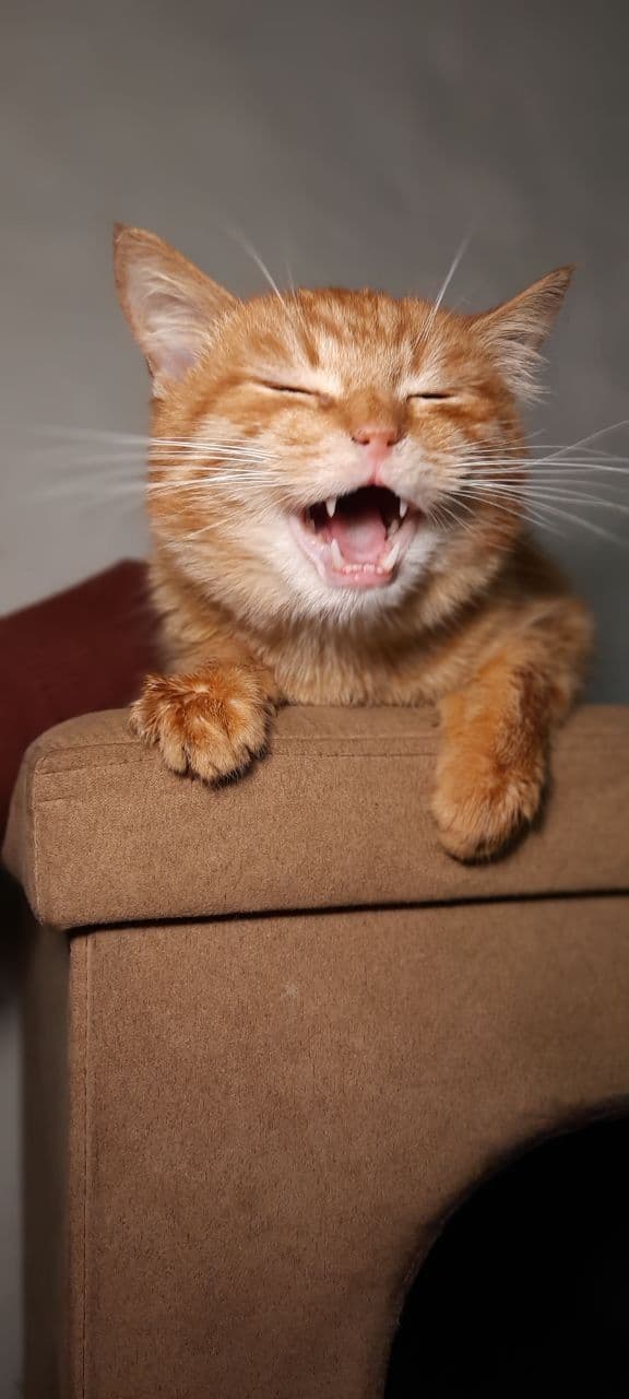 cat Foxik